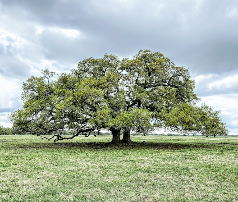 Understanding the Essentials of Estate Planning in Europe: A Comprehensive Guide - investment education guide